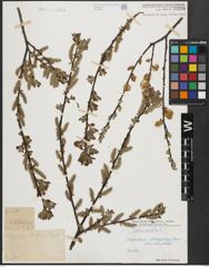 Foto von Salix aurita L.